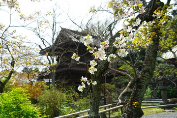 英勝寺　桜