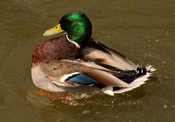 Obraz premium Mallard drake swimming in the creek, Canada 