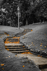 Obraz premium autumn leaves on the road