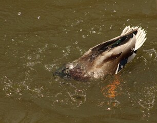 Mallard drake swimming in the creek, Canada 