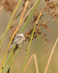 A tiny bird hanging on marsh grass. Bushtit at Oso Flaco Lake in Oceano, California