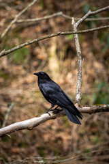 blackbird on a branch in the forest