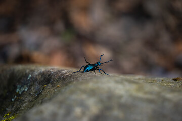 little blue-black beetle climbing down a rock