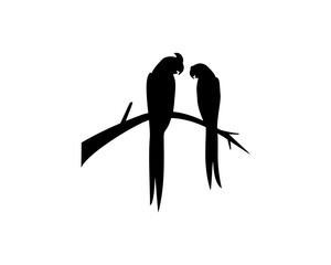 silhouette of couple parrot