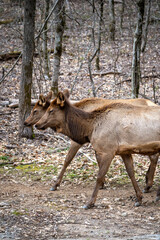 Naklejka na ściany i meble two manitoban elk walking through the woods