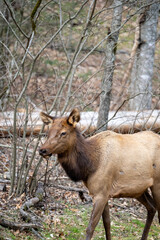 Naklejka na ściany i meble close up of a manitoban elk in the woods