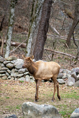Obraz na płótnie Canvas manitoban elk calf in front of a stone wall
