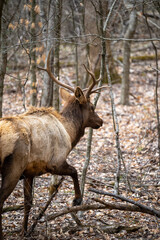 Naklejka na ściany i meble bull elk walking back into the woods