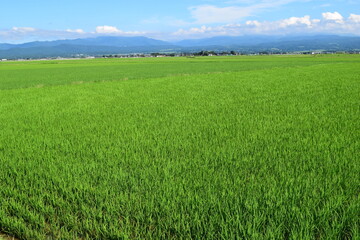 Naklejka premium 田植え２ヶ月後の水田