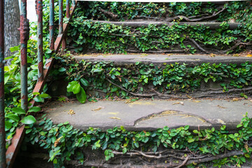 Green ivy growing on old staircase