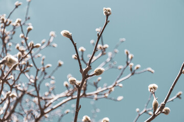 Magnolia buds swelling in spring with blurred bokeh background.
