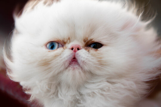 chistoso gato persa color blanco, con un ojo azul y cafe, heterocromia, animales, felino, juegos, casa