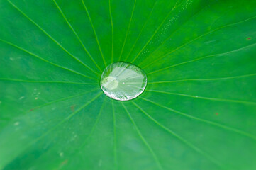 Water on Lotus leaf