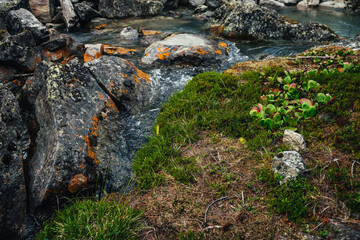Scenic nature background of turquoise clear water stream among rocks with mosses, lichens and wild flora. Atmospheric mountain landscape with transparent mountain creek. Beautiful mountain stream.