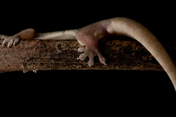 Small house Geckos or Jing Jok found in Thailand and Asia showing close up of feet