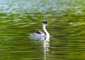 A Clark's Grebe with a bright red eye, swimming in a vibrantly green lake in Springtime.