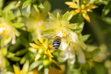 Blue Banded Bee collecting nectar from succulent flower