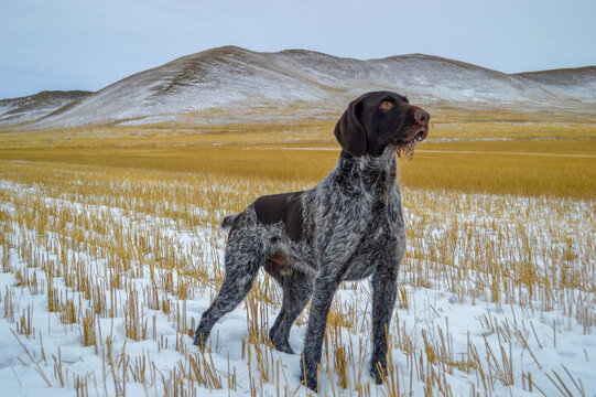 A graceful hunting dog of the Drathaar breed is standing and looking at something very attentively and interestingly sideways. Exciting Siberian hills are in the background.