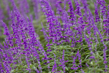 Obraz premium Garden bed of mauve flowers