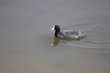 冬の川で泳ぐオオバン