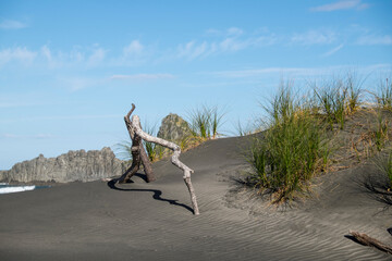 Coastal sand dune with drift wood and shadows - focus on foreground