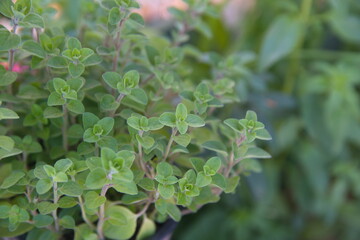 Marjoram, Origanum majorana, pot marjoram, sweet marjoram or knotted marjoram, aromatic herb,...