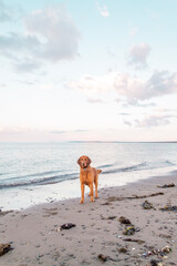 child and dog