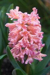 Orange Pink hyacinth, Pink hyacinth, Hyacinthus orientalis - common, Dutch or garden hyacinth 