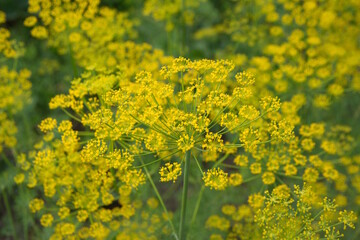 Flowering dill, garden of aromatic herbs, medicinal, culinary plant