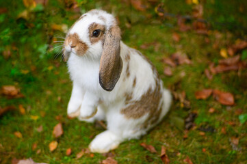 A miniture lop eared rabbit "telescoping" on her hind legs.  