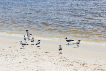 Summer background. Seagulls stand on white sand on the beach by the ocean