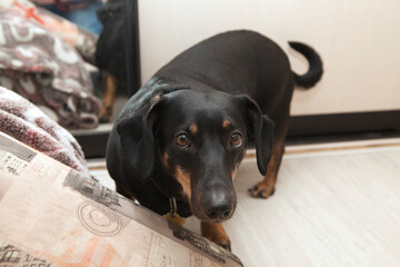 A dirty-blooded dachshund with a funny face in an apartment. Meme dog looks at the camera.