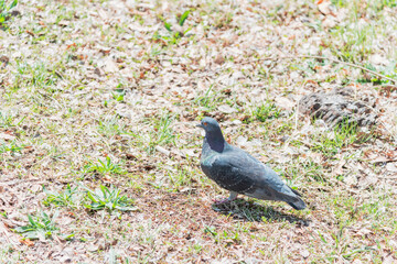 Obraz premium 公園を歩く鳩