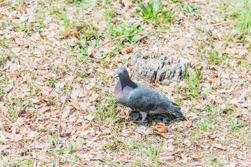 公園を歩く鳩