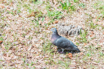 公園を歩く鳩