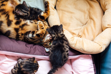 Bengal cat with her little kittens laying on the pillow