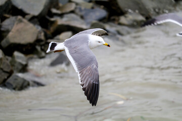 seagull in flight