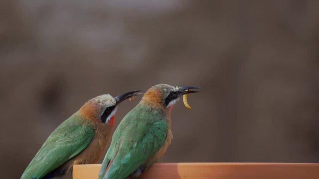 This video shows a pair of white-fronted bee-eater (Merops bullockoides) bird tossing and catching their food in slow motion as they feat insects from a food bowl.