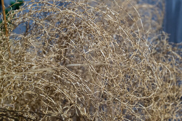 Fototapeta na wymiar Dried flowers in winter
