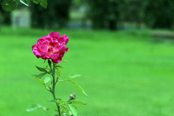 pink roses in garden