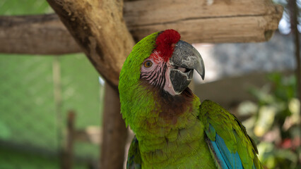 Loro de color verde con frente rojo