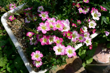 Pink flowers in the sunlight