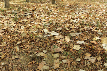 autumn leaves on the ground