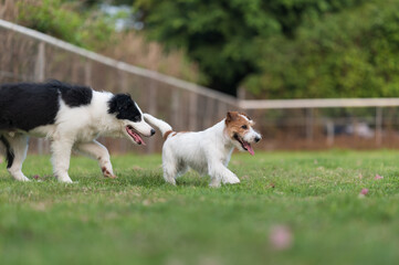 Border Collie and Jack Russell Terrier playing in the grass