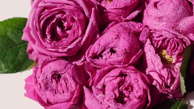 Beautiful spring flowers summer sun blik reflection. Pink roses or peonies. Nature blooming background. Holiday concept. Fresh