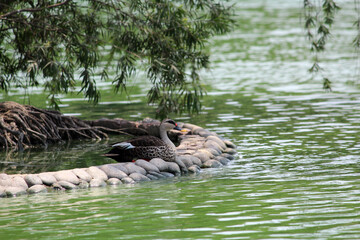 duck waiting family