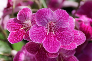 Light purple color of Cape-Primrose 'Strawberry Ice' flowers