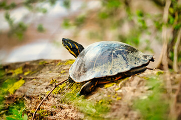 Fototapeta premium A turtle sunning on a dead log by the Catawba river in South Carolina, USA.