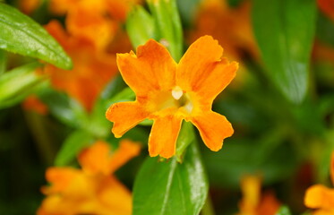 The bright color of Bush Monkey 'Jelly Bean Orange' flowers
