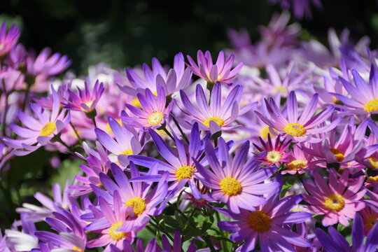 Light purple color of Hybrid Cineraria flowers 'Sunsenegonana', also known as Pericallis Senetti Magic Salmon